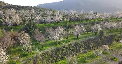 Aerial of almond tree garden on a slopes of Troodos mountains, Cyprus at sunset