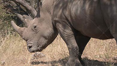 Rhino bulls in Africa - Big Five animals