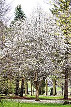 White Magnolia Tree Blossoms, Full Bloom, Arboretum