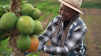 Senior African farmer working in countryside picking up organic papaya fruits