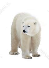 Polar bear