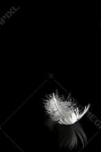 Feather on black