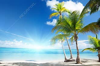 Caribbean sea and palms