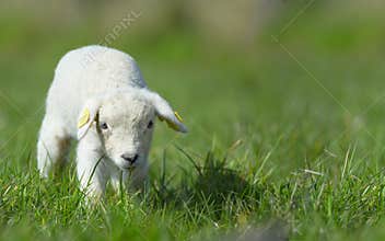 Cute lamb in spring