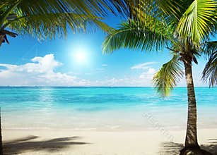 Caribbean sea and palms
