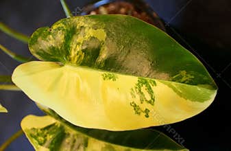 Beautiful yellow and green marble leaf of Philodendron Burle Marx variegated plant