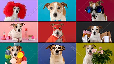 Pet funny copy online group chat conference