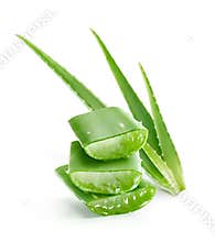 Aloe vera plant showcasing freshly dissected section