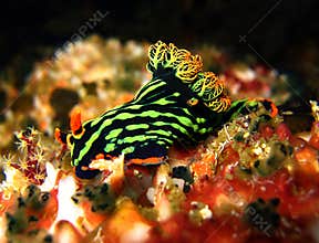 Variable Neon Slug