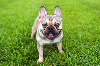 French Bulldog out for a walk on the green grass in Summer