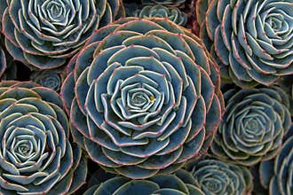 Top down view of a background of sempervivum plants, also known as House Leeks