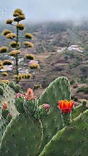 Flowering cactus in Tenerife