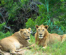 Majestic Lion and lioness in the african savanna. A couple of lions are resting in the grass. Seen at game drive in Africa.