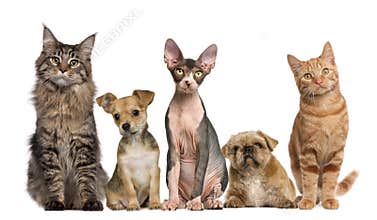 Group of cats and dogs in front of white