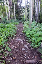 Woodland Path through the Aspens