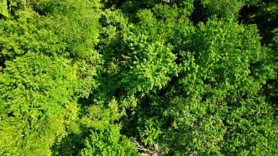 Thick deciduous tree canopy
