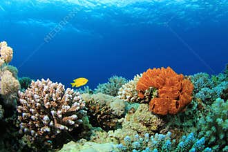 Coral Reef Scene
