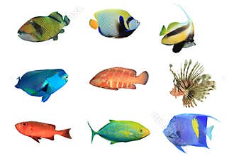 Tropical Fish on white background