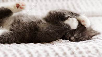 Feed kitten concept,young active cat is playing, energetic healthy kitty,grey and fluffy
