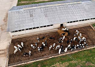 Top view of the farm with cows and pigs in the village. Production of milk and Animal husbandry concept. Cow Dairy, top view. Farm