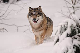 Running Wolf ( Canis lupus )