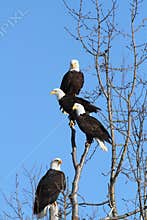 American Bald Eagles