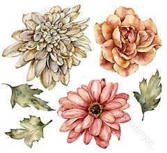 Watercolor floral set of aster, dahlia and rose. Hand painted flowers and leaves isolated on white background. Floral