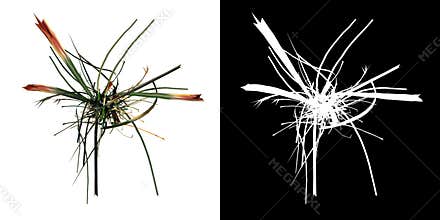 Top view of Plant   Long Lawn Grass 10 Tree png with alpha channel to cutout made with 3D render