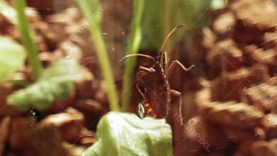 Herbivorous bug Coreus marginatus crawls close