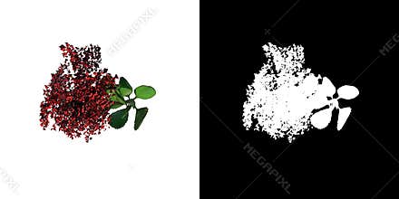 Top view of Plant Astilbe 1 Tree png with alpha channel to cutout made with 3D render