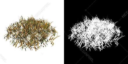 Front view of Plant  Dry Grass Lawn 3 Tree png with alpha channel to cutout made with 3D render