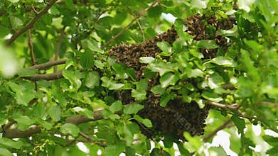 A lot of bees fly around and swarm on the wild hive at the forest tree