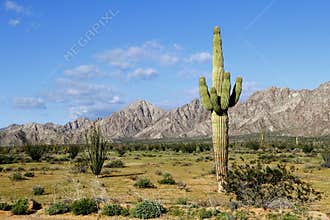 Desert of the Pinacate park near puerto peñasco, sonora, mexico I