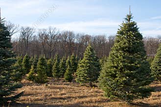 Christmas Tree Farm
