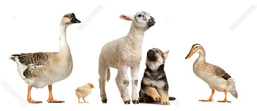 Farm animals