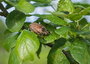Close-up of cockchafer among green leaves