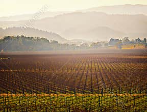 Vineyard, Napa Valley Wine Country, California