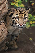 Clouded leopard