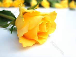 Bunch of yellow roses â€“ one rose single