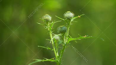 Thistle Flowers Isolated On Blurred Natural Background. Pink Blessed Milk Thistle Flower. Thistle Grows On Field. Close