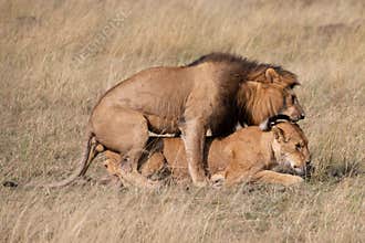 Big lion lying on savannah grass