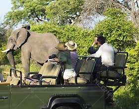Tourists On Safari Watching Elephant