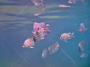 Sergeant Major damselfish