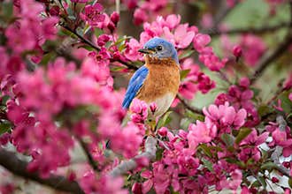 Eastern Bluebird in a Blooming Crabapple Tree