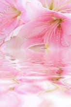 Floral background