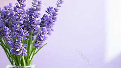 Vibrant purple lavender flowers blooming against a rich purple background, creating a beautiful bouquet with a fresh