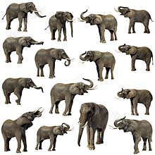 Elephants