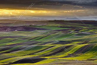 Apulian landscape at sunset, Apulia - Southern Ita