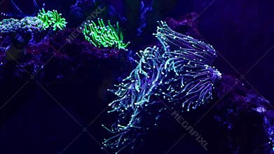 blue torch coral polyp, soft coral invertebrate animal move fluorescent tentacle top, reef marine live rock aquarium ecosystem,