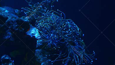 blue trumpet coral polyp move fluorescent tentacle, open mouth, soft coral animal, reef marine live rock aquarium ecosystem, LED